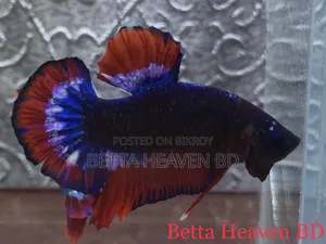 Hellboy FCCP Betta