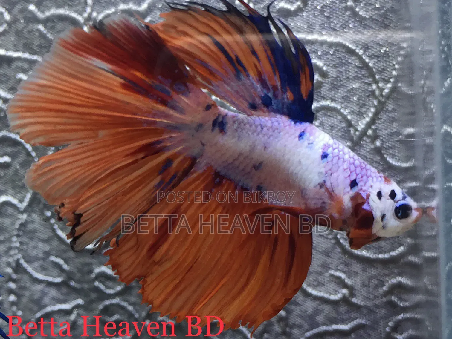 Candy Koi Galaxy Halfmoon Betta