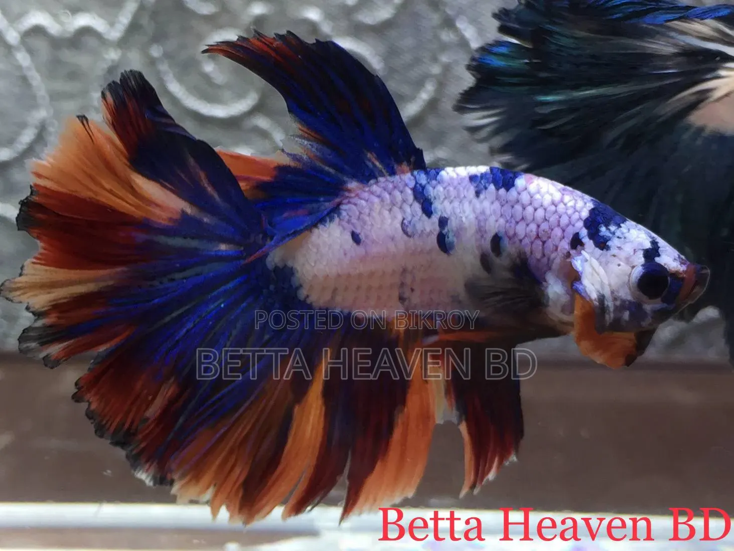 Candy Koi Galaxy Halfmoon Betta