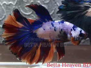Candy Koi Galaxy Halfmoon Betta