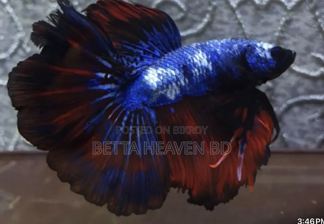 Candy Koi Galaxy Halfmoon Betta