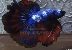 Candy Koi Galaxy Halfmoon Betta