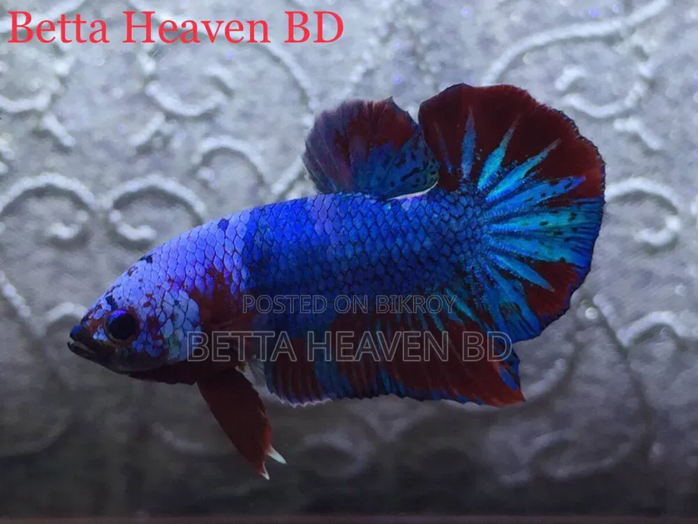 Nemo Koi Galaxy Plakat Betta
