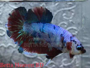 Nemo Koi Galaxy Plakat Betta