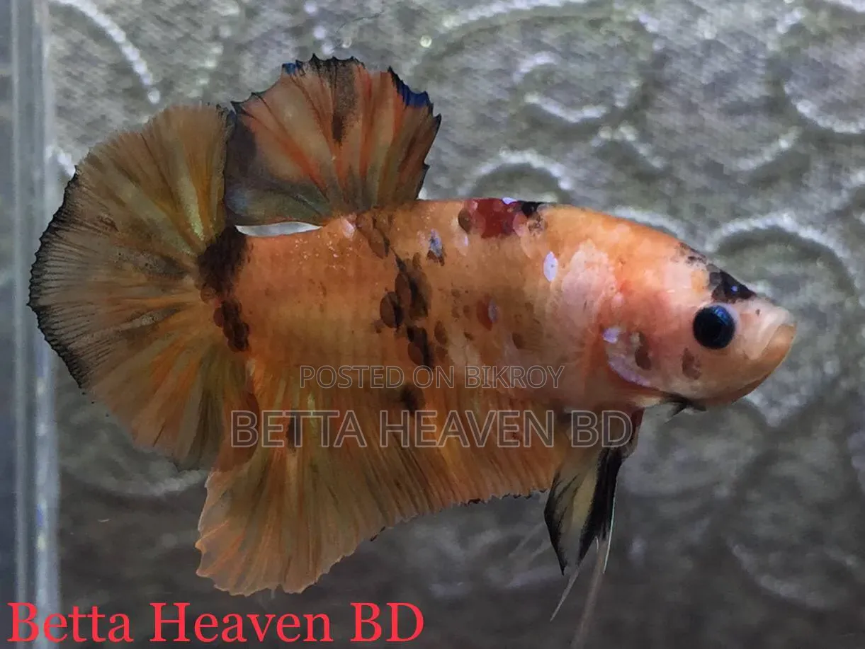 Nemo Koi Galaxy Plakat Betta
