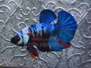 Nemo Koi Galaxy Plakat Betta