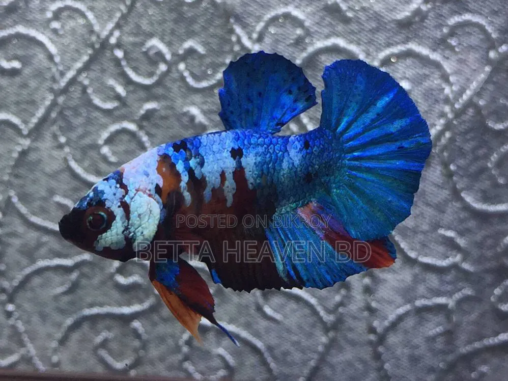 Nemo Koi Galaxy Plakat Betta