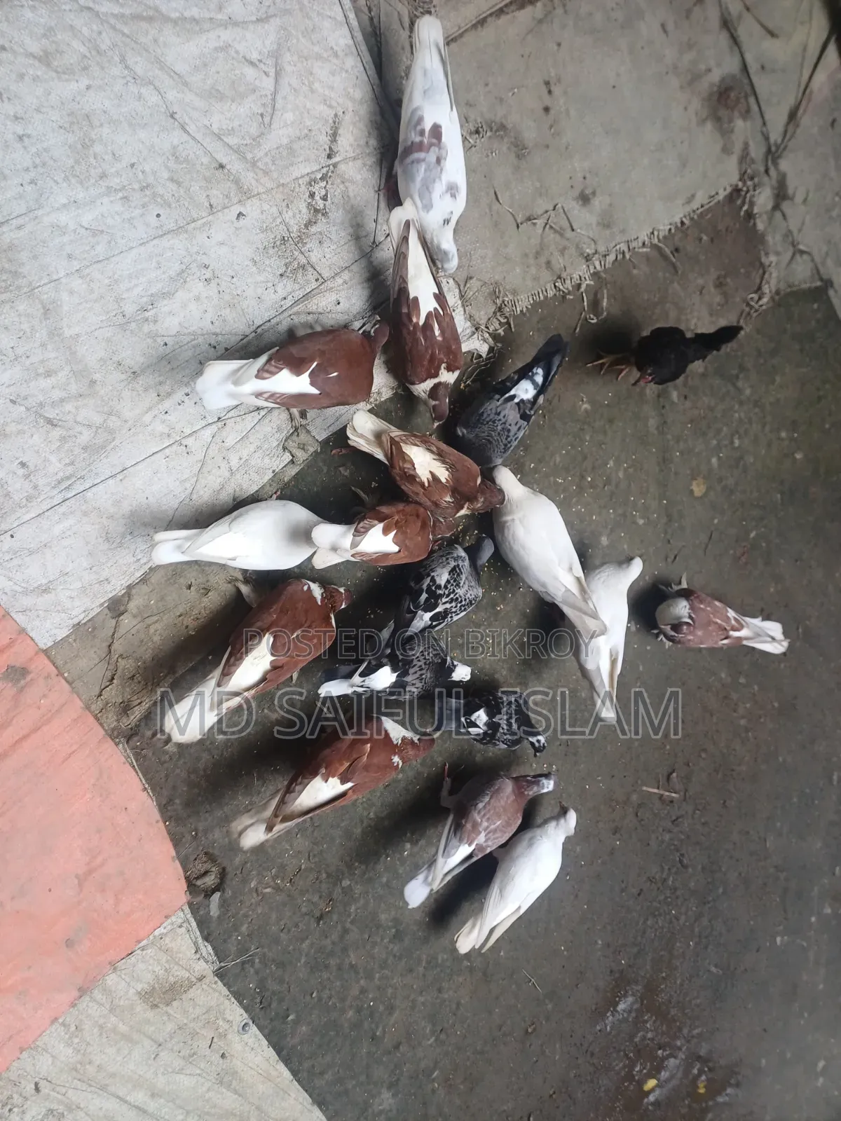 কবুতর সব গুলো বিক্রি করা হবে।