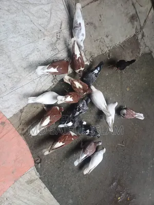 কবুতর সব গুলো বিক্রি করা হবে।