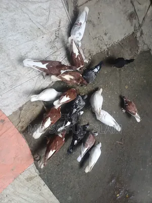 কবুতর সব গুলো বিক্রি করা হবে।