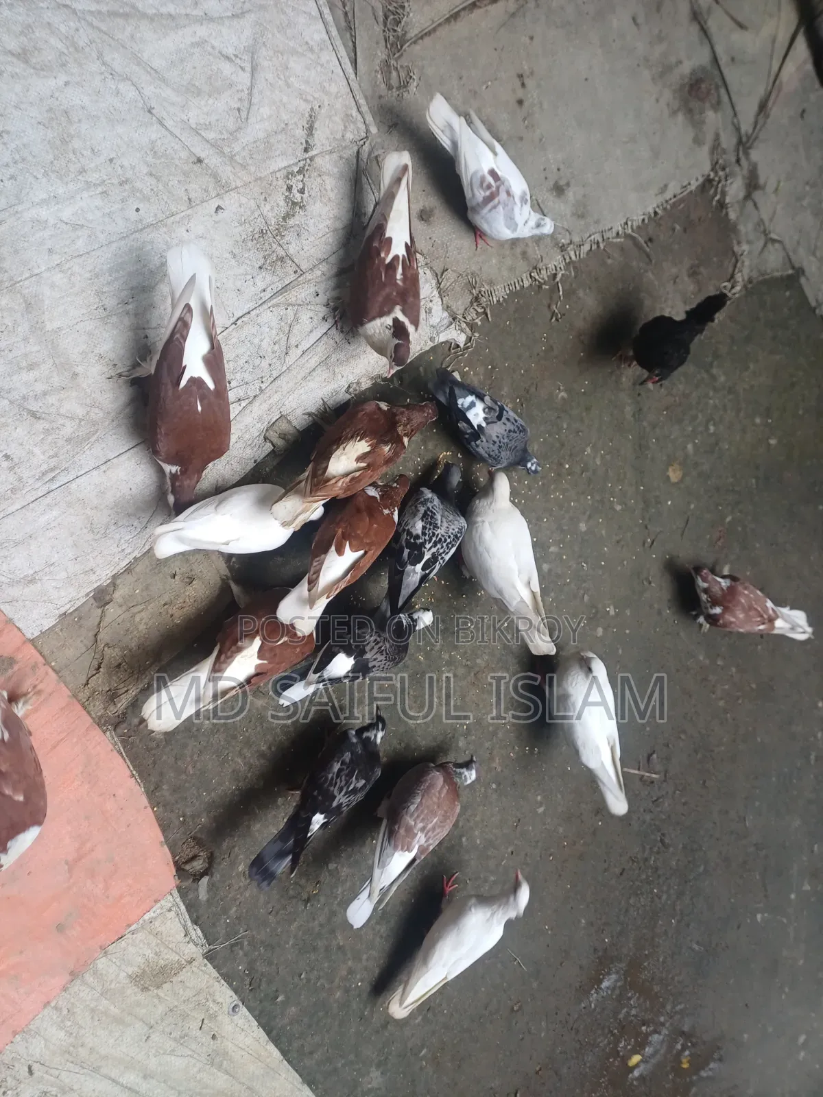 কবুতর সব গুলো বিক্রি করা হবে।