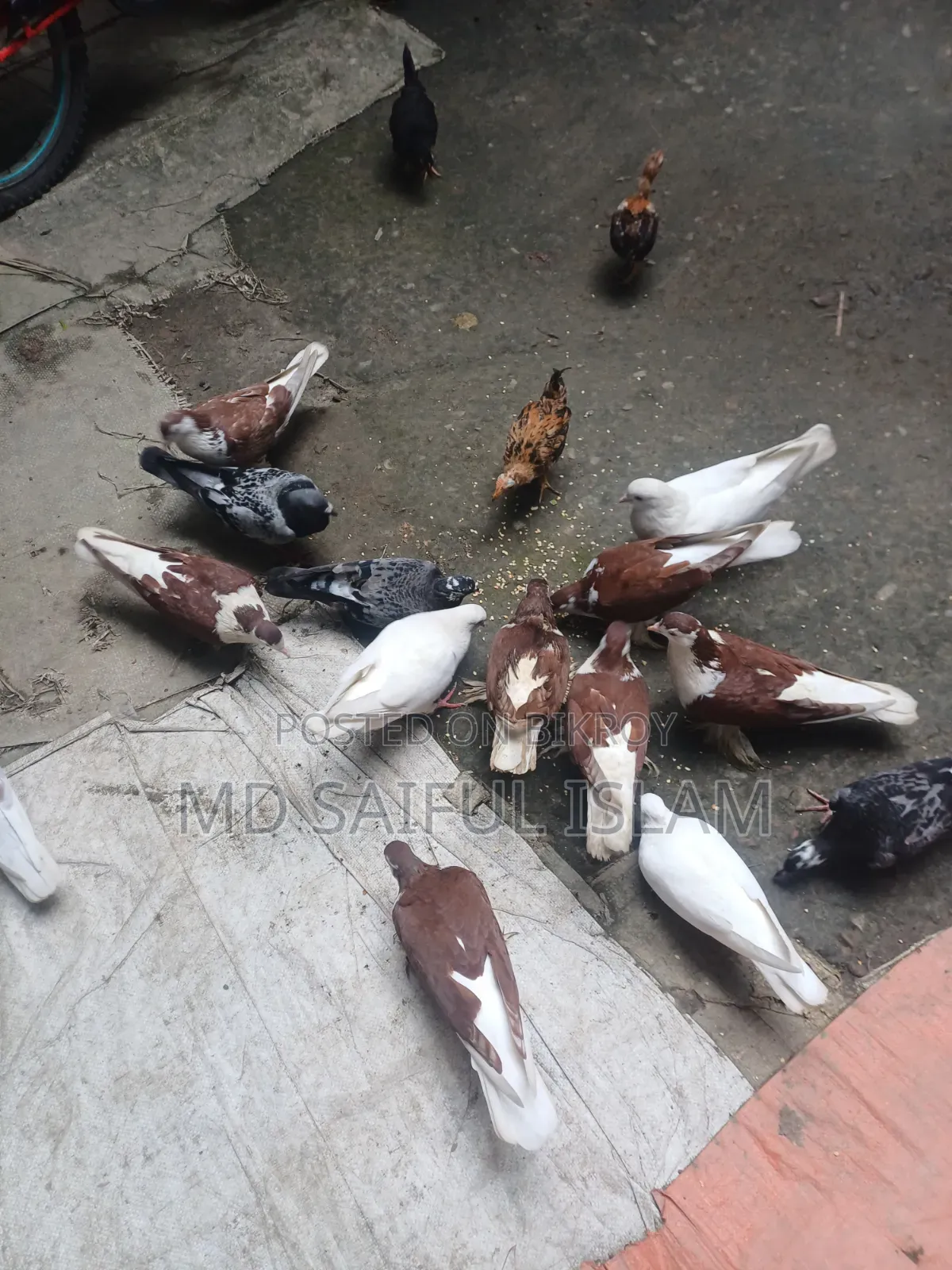 কবুতর সব গুলো বিক্রি করা হবে।
