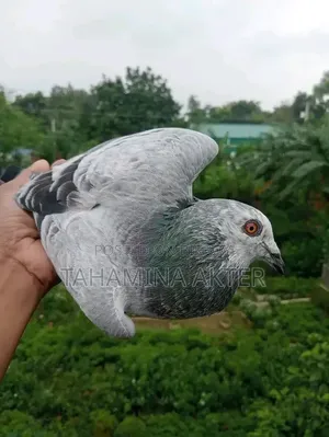 গিজেল রেসার রানিং জোড়া 
ক্লাব টেগ Brpel
সাভার আশুলিয়া