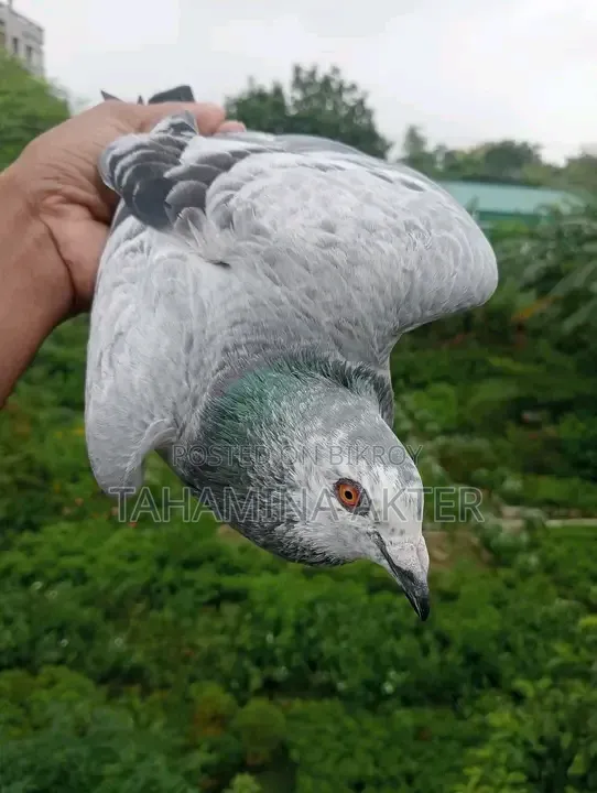 গিজেল রেসার রানিং জোড়া 
ক্লাব টেগ Brpel
সাভার আশুলিয়া