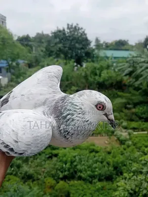গিজেল রেসার রানিং জোড়া 
ক্লাব টেগ Brpel
সাভার আশুলিয়া