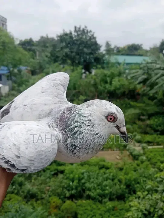 গিজেল রেসার রানিং জোড়া 
ক্লাব টেগ Brpel
সাভার আশুলিয়া