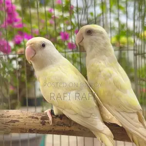 লাভবার্ড ডিএনএ পেয়ার