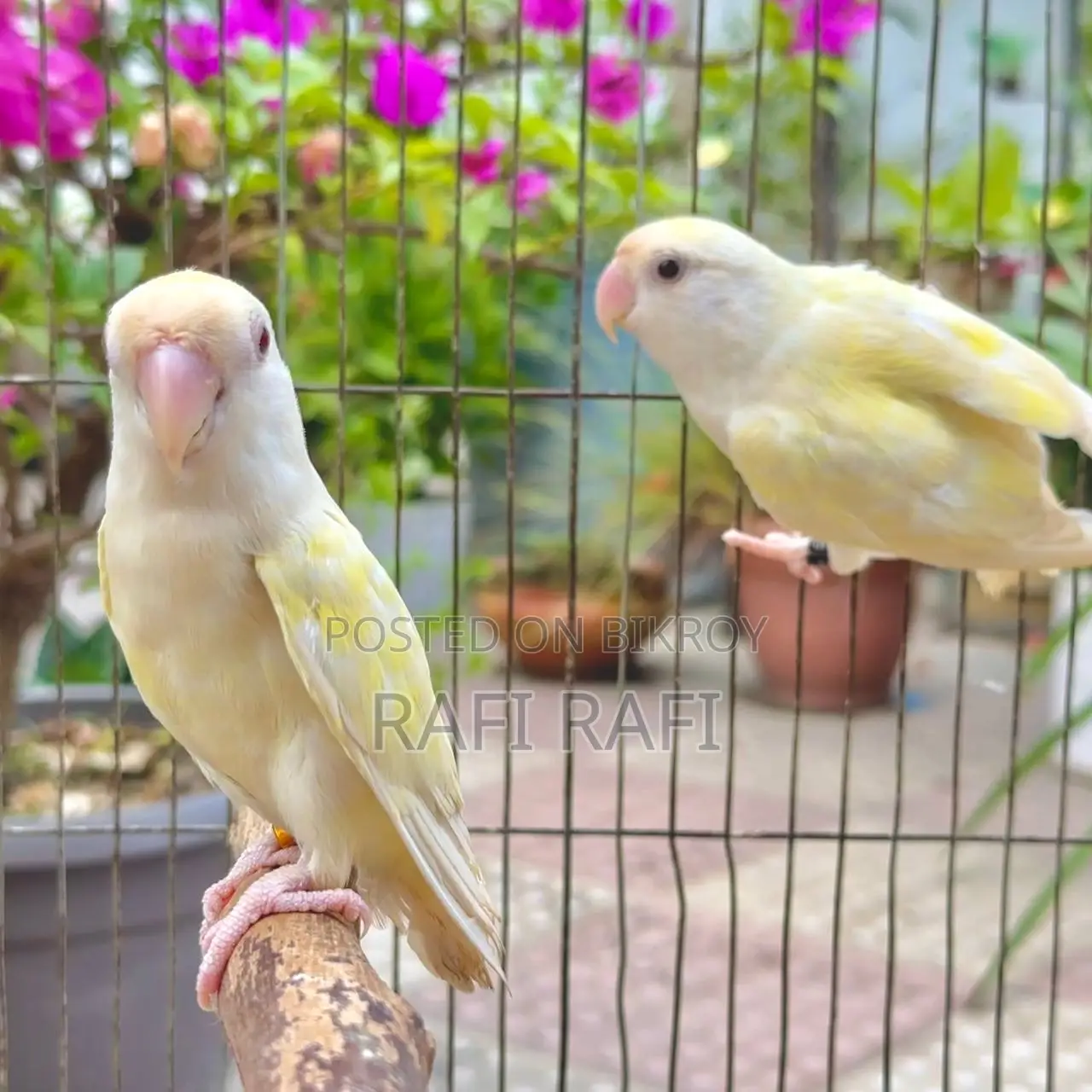 লাভবার্ড ডিএনএ পেয়ার
