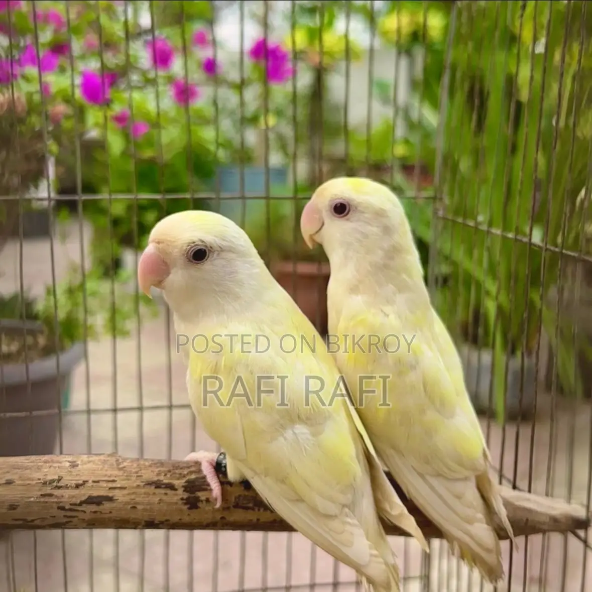 লাভবার্ড ডিএনএ পেয়ার