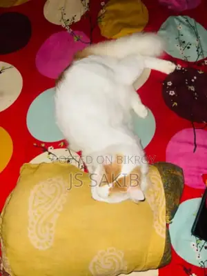 1+ Year Female Mixed Breed Persian