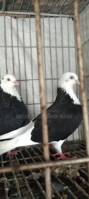 পুতুল গোড়া