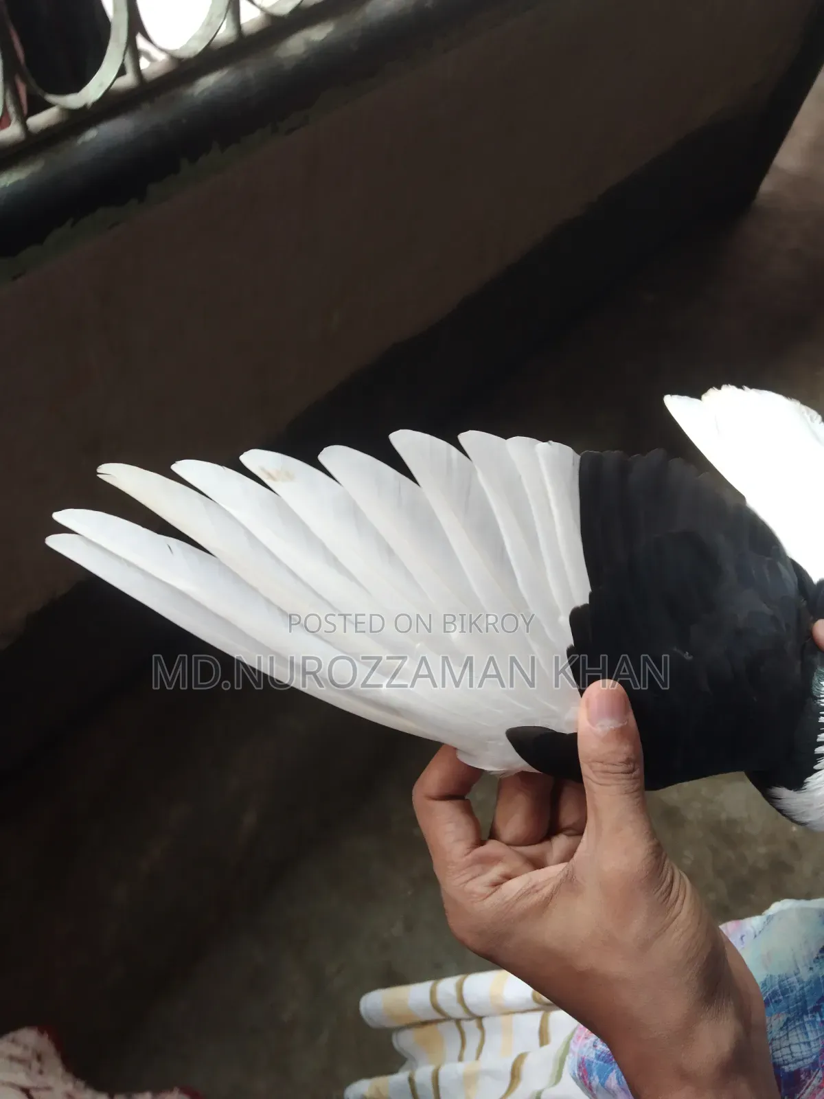 পুতুল গোড়া