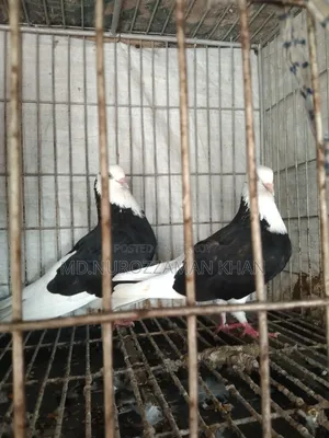 পুতুল গোড়া