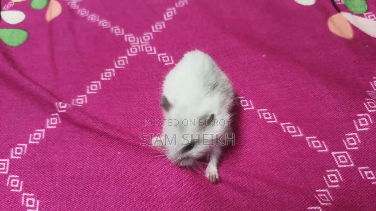 Winter White Hamster for Sale at a Low Price