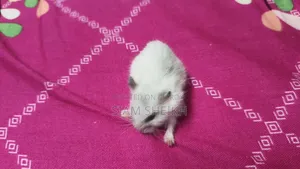 Winter White Hamster for Sale at a Low Price