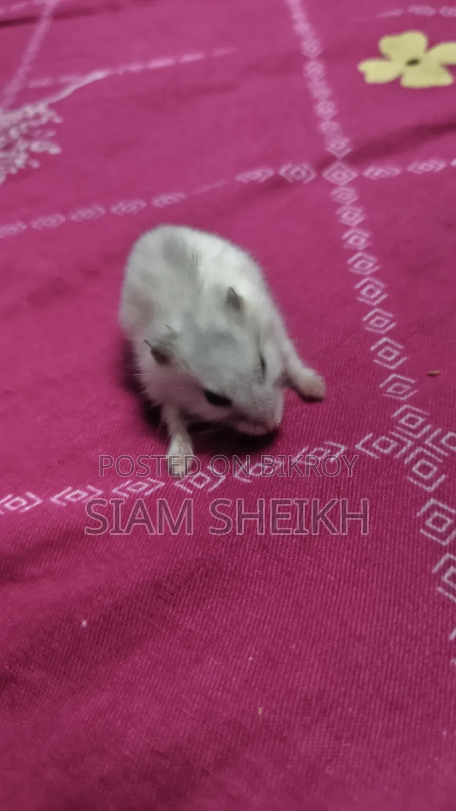 Winter White Hamster for Sale at a Low Price