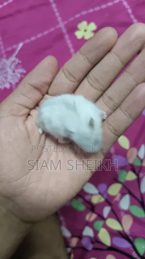 Winter White Hamster for Sale at a Low Price