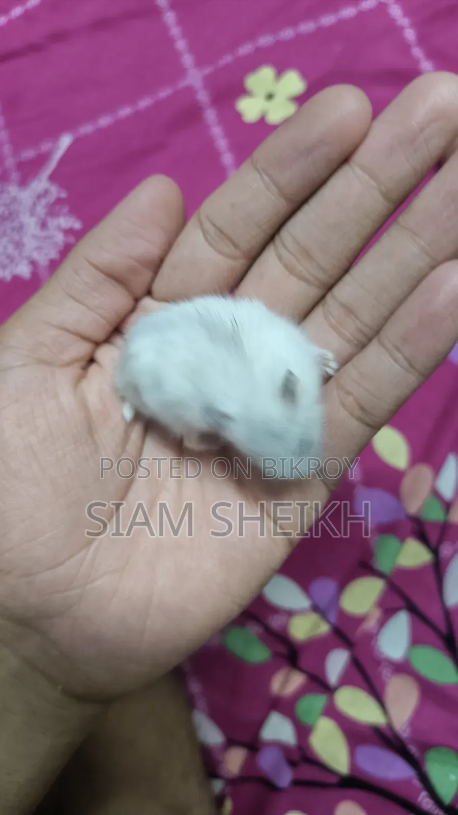 Winter White Hamster for Sale at a Low Price