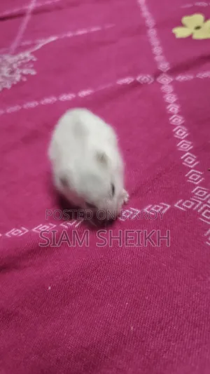 Winter White Hamster for Sale at a Low Price
