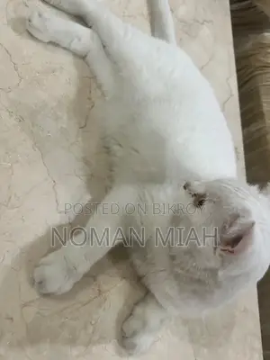 1+ Year Female Mixed Breed Persian