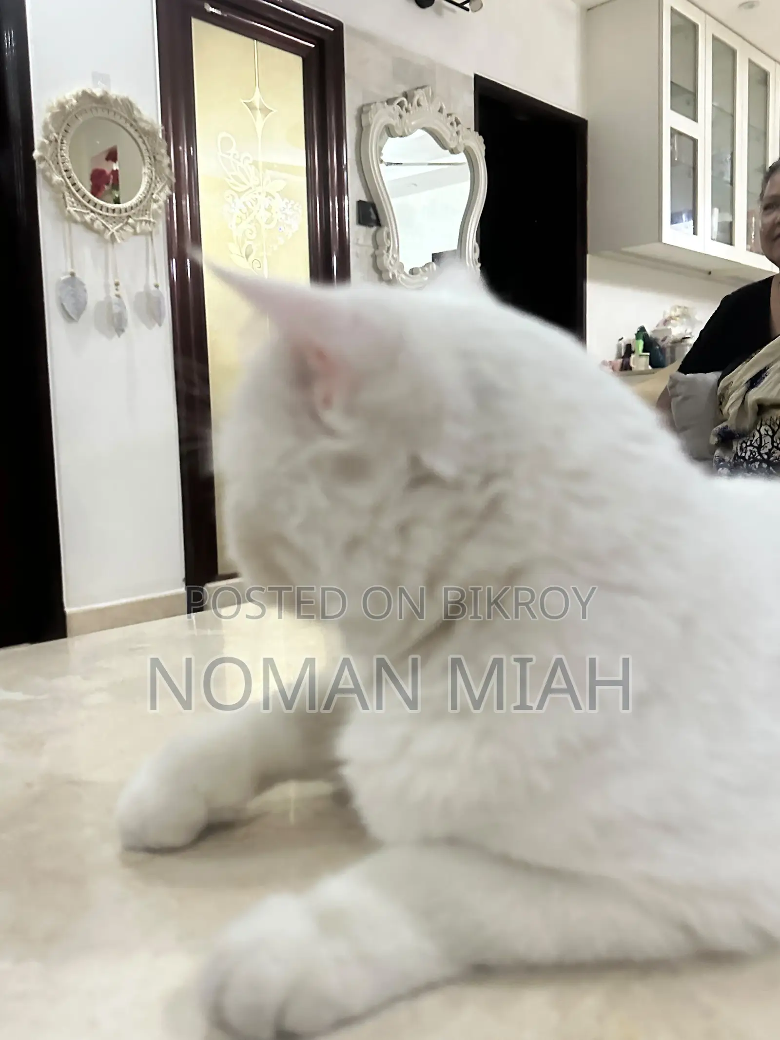1+ Year Female Mixed Breed Persian