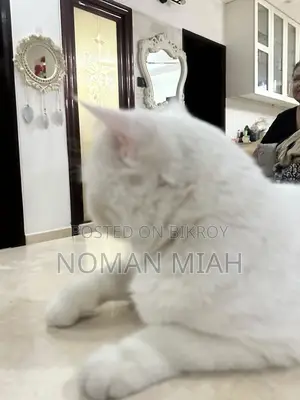 1+ Year Female Mixed Breed Persian