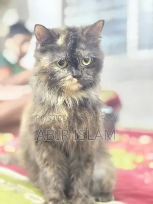 ১-৩ মাসের স্ত্রী খাঁটি পার্সিয়ান