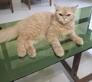৬-১২ মাস বয়সী মাদী খাঁটি পারসিয়ান