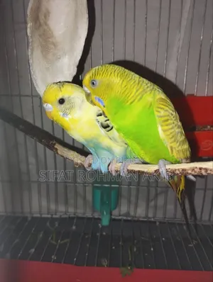 একজোড়া বাজিগার পাখি
