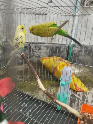 একজোড়া বাজিগার পাখি