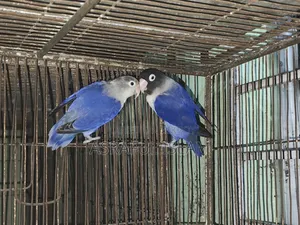 লাভ বার্ড জোড়া