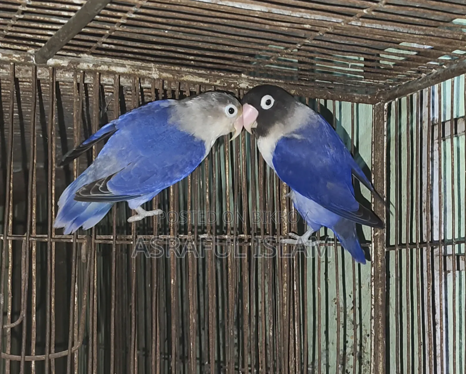 লাভ বার্ড জোড়া