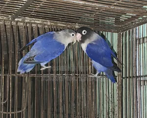 লাভ বার্ড জোড়া