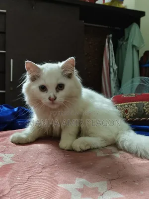 ১-৩ মাসের ফিমেল পিউরব্রেড পার্সিয়ান বিড়াল