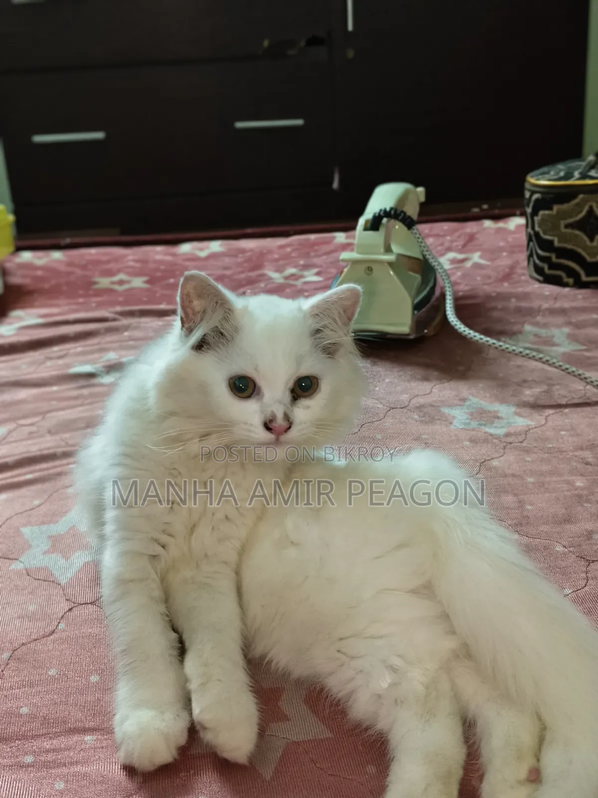 ১-৩ মাসের ফিমেল পিউরব্রেড পার্সিয়ান বিড়াল