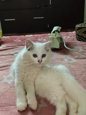 ১-৩ মাসের ফিমেল পিউরব্রেড পার্সিয়ান বিড়াল