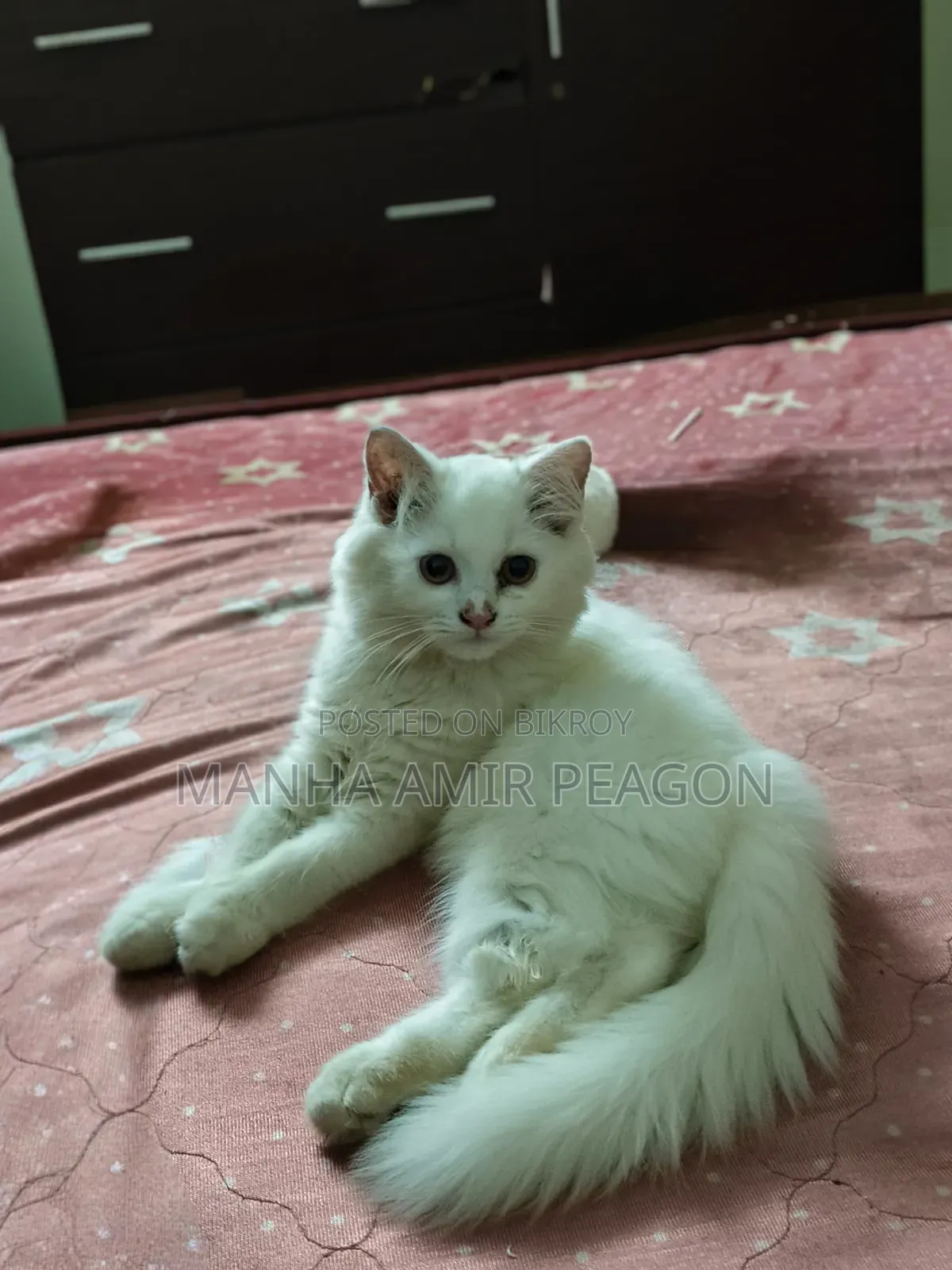 ১-৩ মাসের ফিমেল পিউরব্রেড পার্সিয়ান বিড়াল