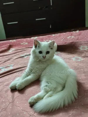 ১-৩ মাসের ফিমেল পিউরব্রেড পার্সিয়ান বিড়াল