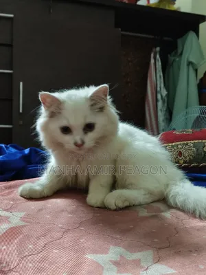 ১-৩ মাসের ফিমেল পিউরব্রেড পার্সিয়ান বিড়াল