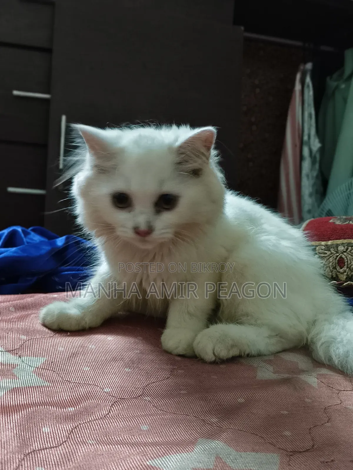 ১-৩ মাসের ফিমেল পিউরব্রেড পার্সিয়ান বিড়াল